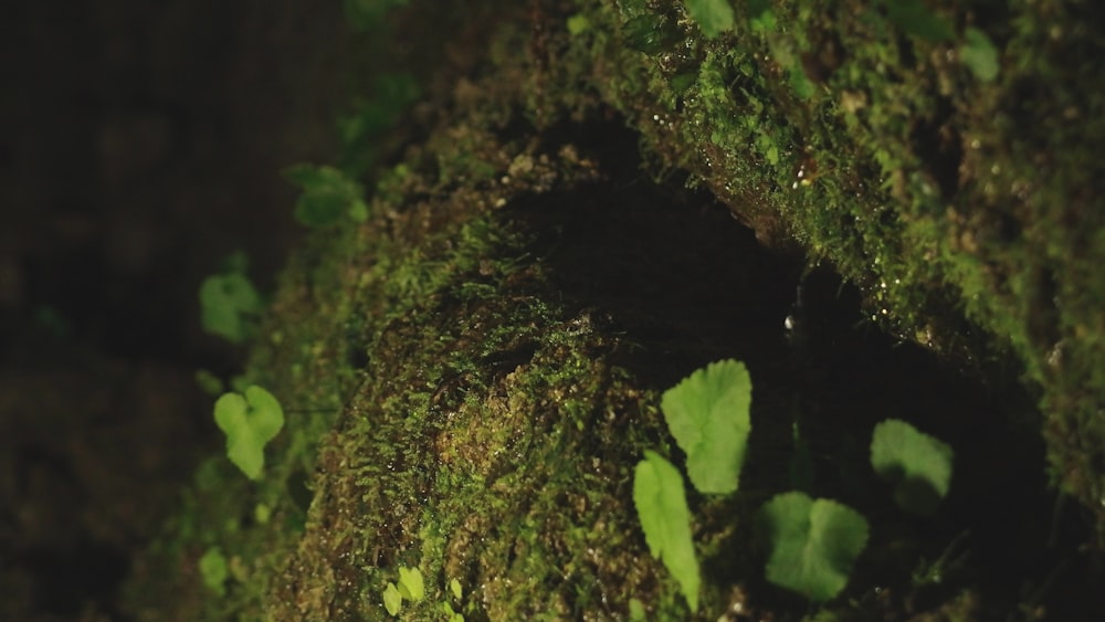 a close up of a moss covered tree trunk