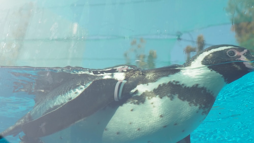 un pingüino nadando en un charco de agua