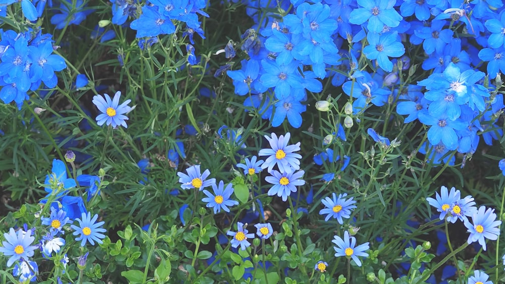 a bunch of blue flowers that are in the grass