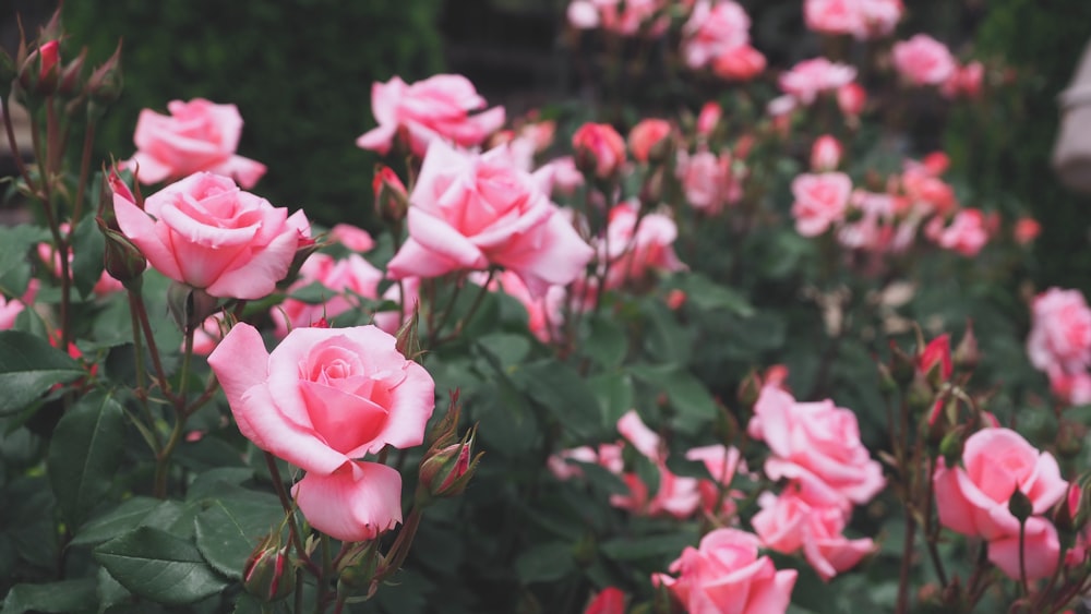 a bunch of pink roses in a garden