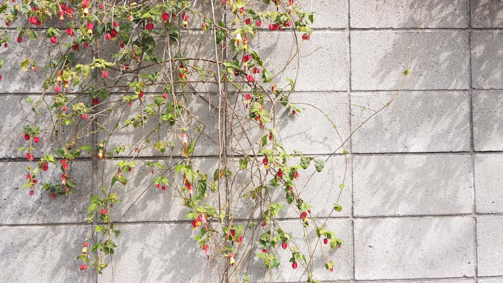 a vine with red berries growing on a brick wall