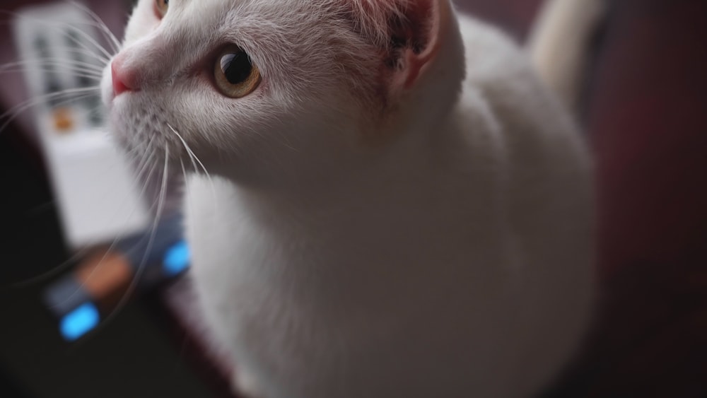 a white cat sitting on top of a couch