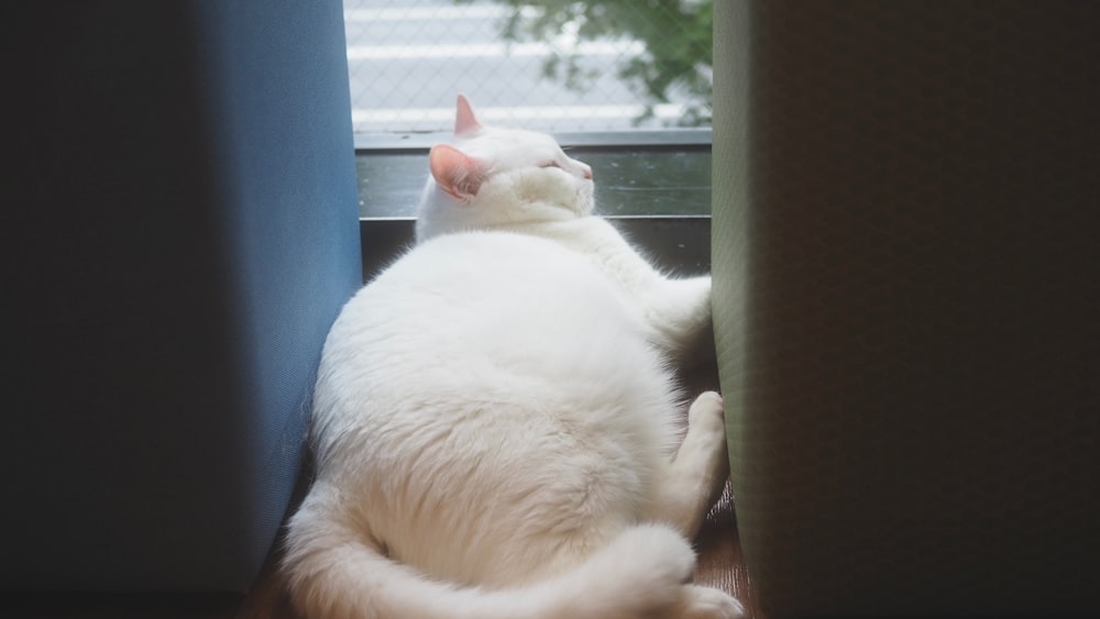 a white cat laying on its back on a window sill