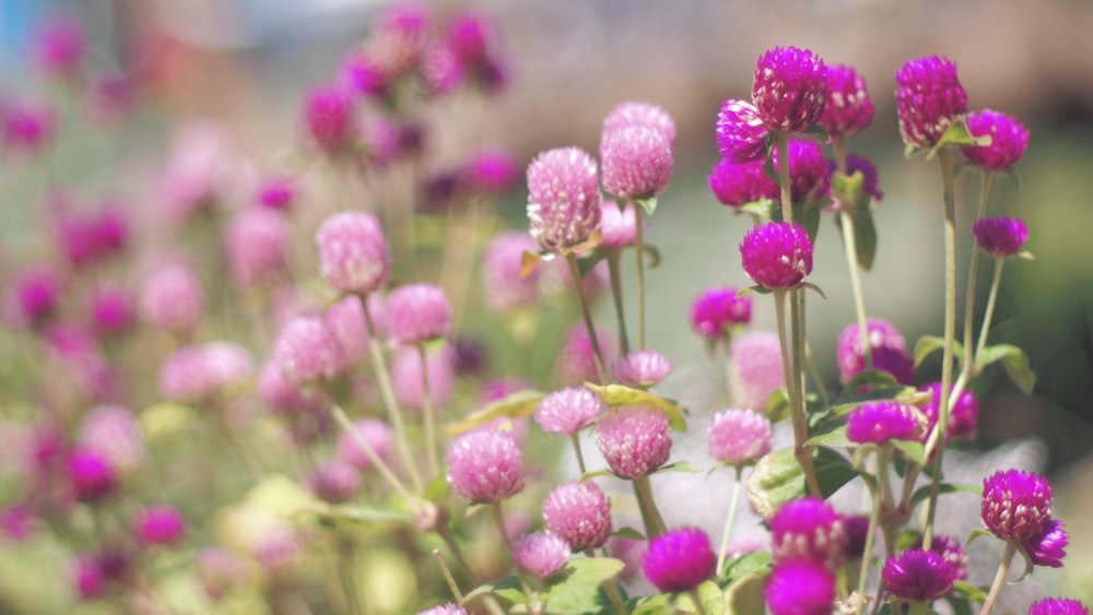 a close up of a bunch of pink flowers