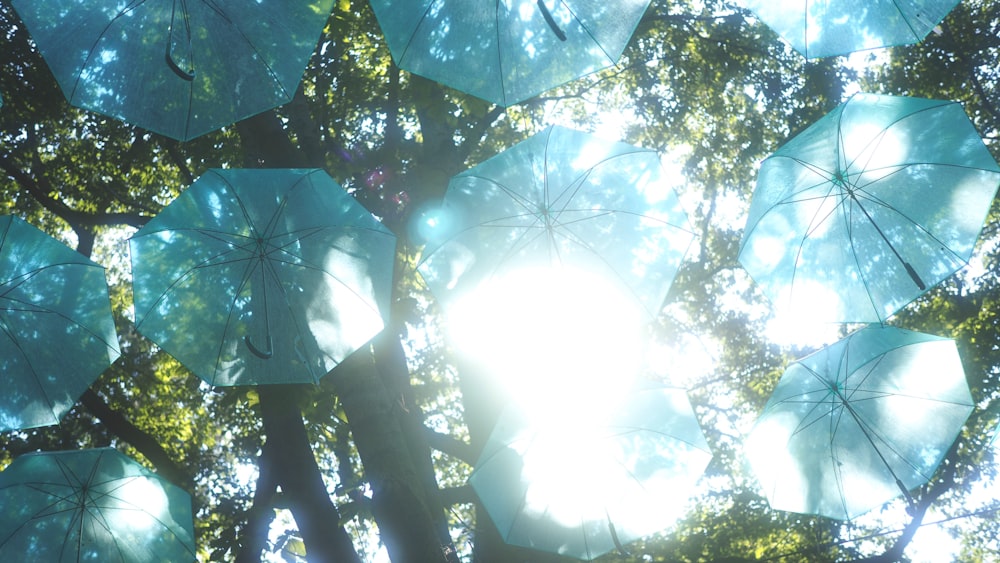 Le soleil brille à travers les feuilles d’un arbre