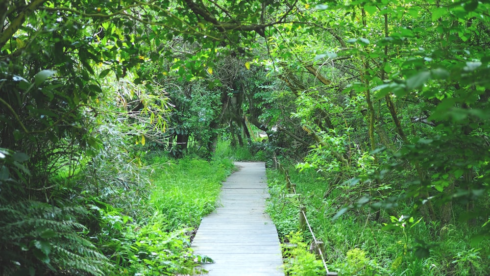 a wooden walkway in the middle of a lush green forest