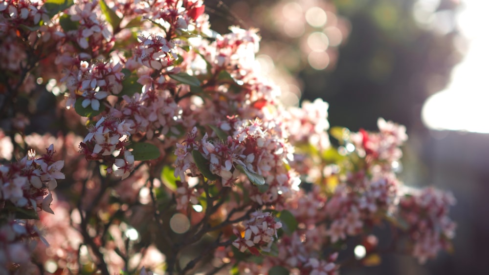 a close up of a bush with red and white flowers