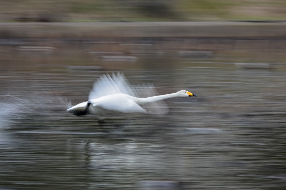 a white swan flying over a body of water