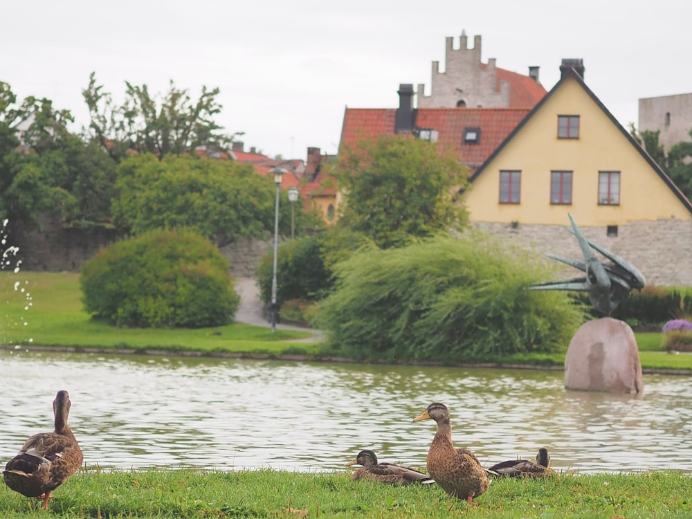 Eine Gruppe von Enten steht auf einem saftig grünen Feld