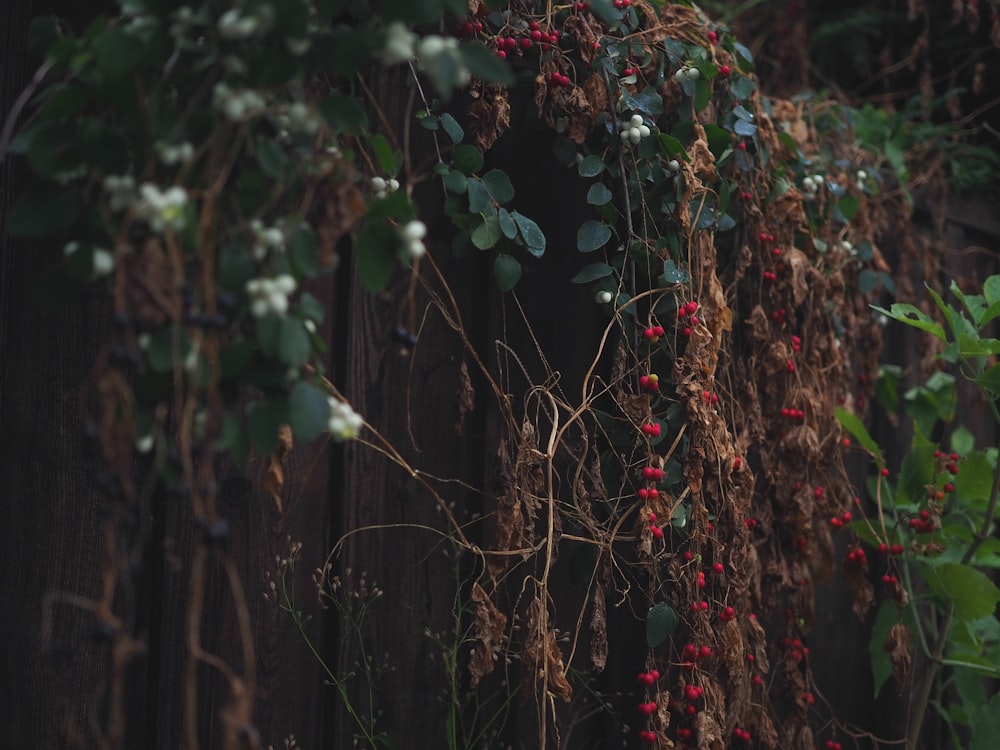 a wooden fence covered in vines and flowers