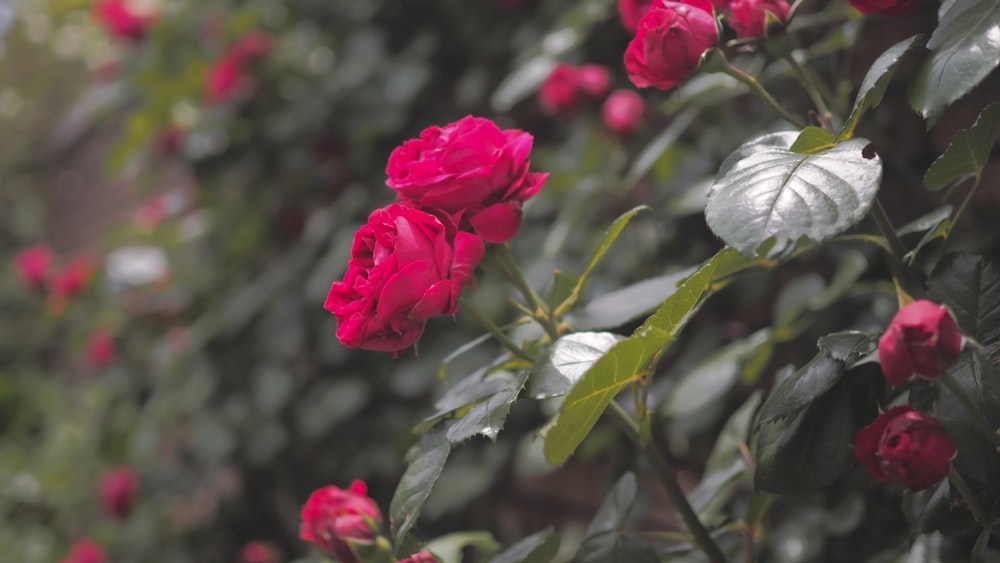 a bush of red roses with green leaves