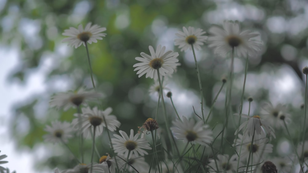 a bunch of white flowers with a blurry background