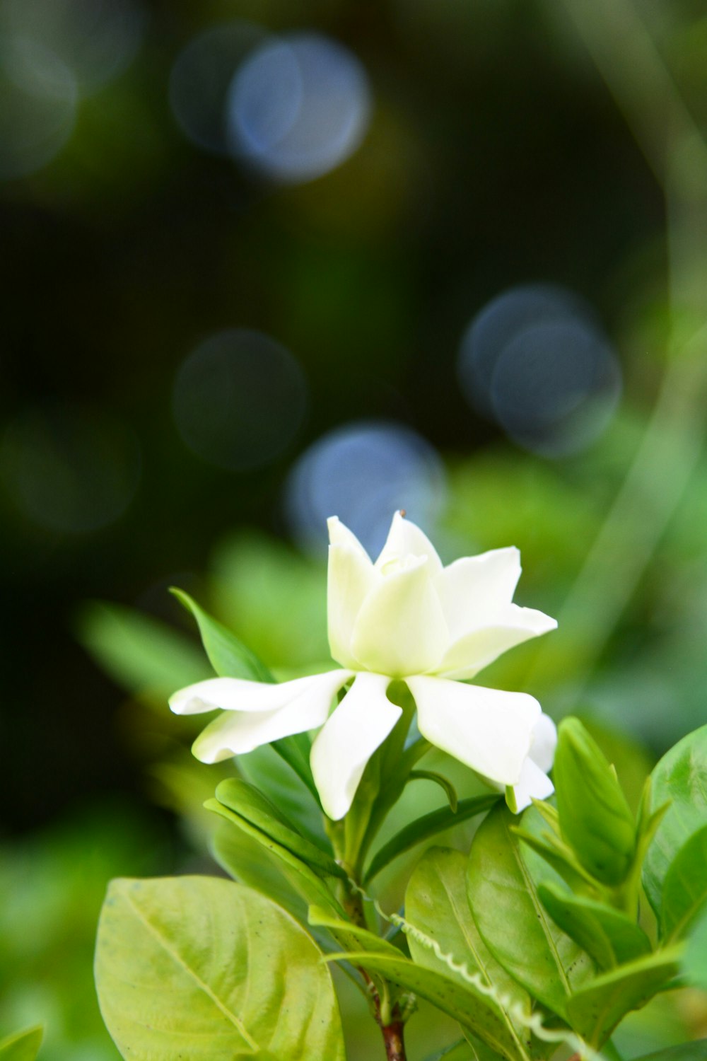 a white flower with green leaves in the foreground