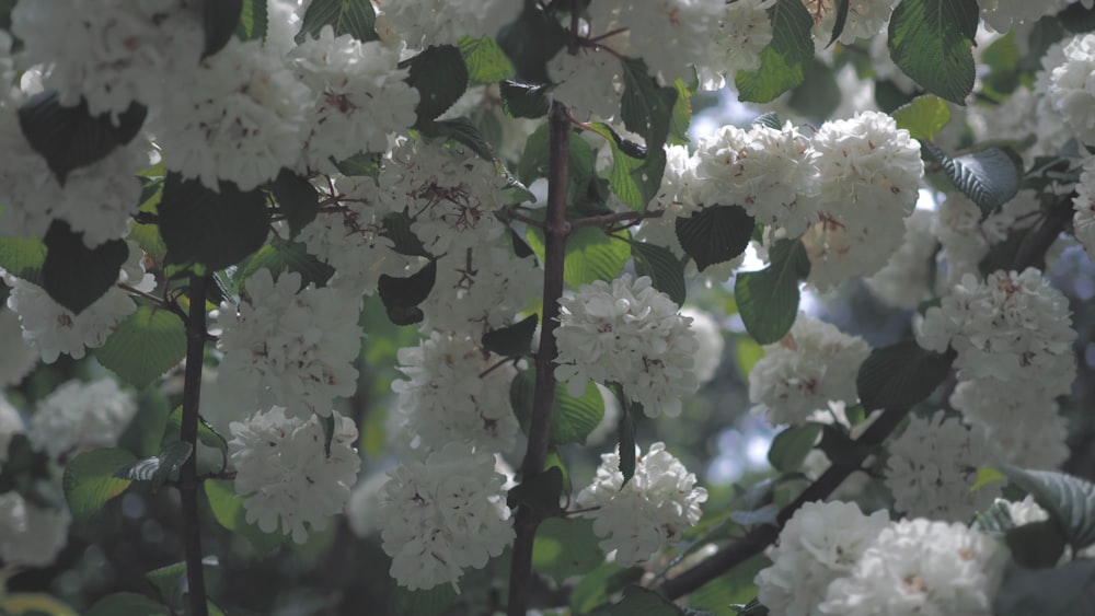 a tree with white flowers and green leaves