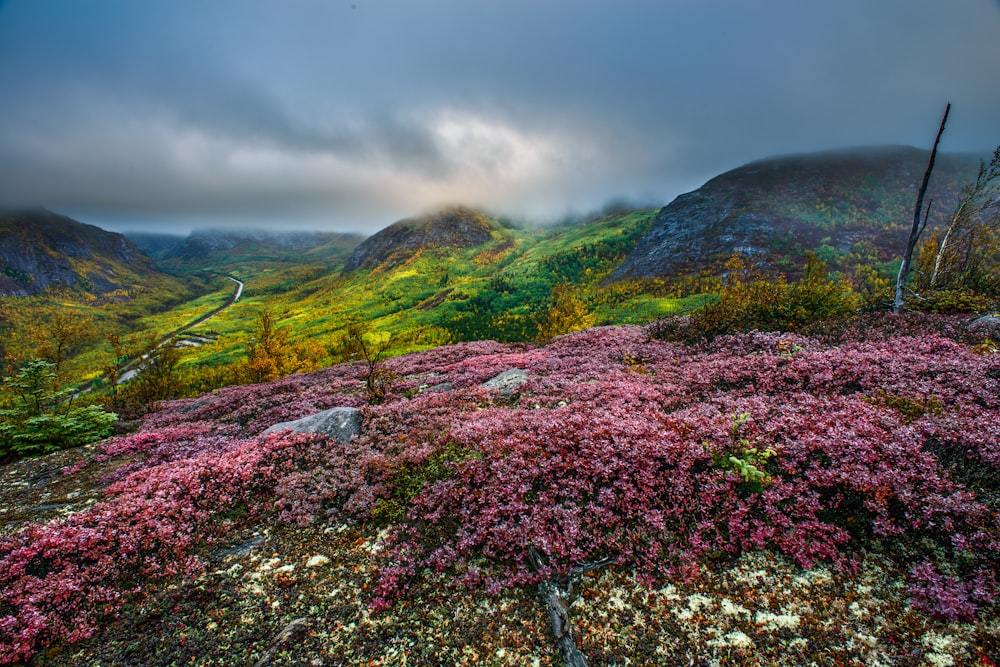 a lush green hillside covered in pink flowers