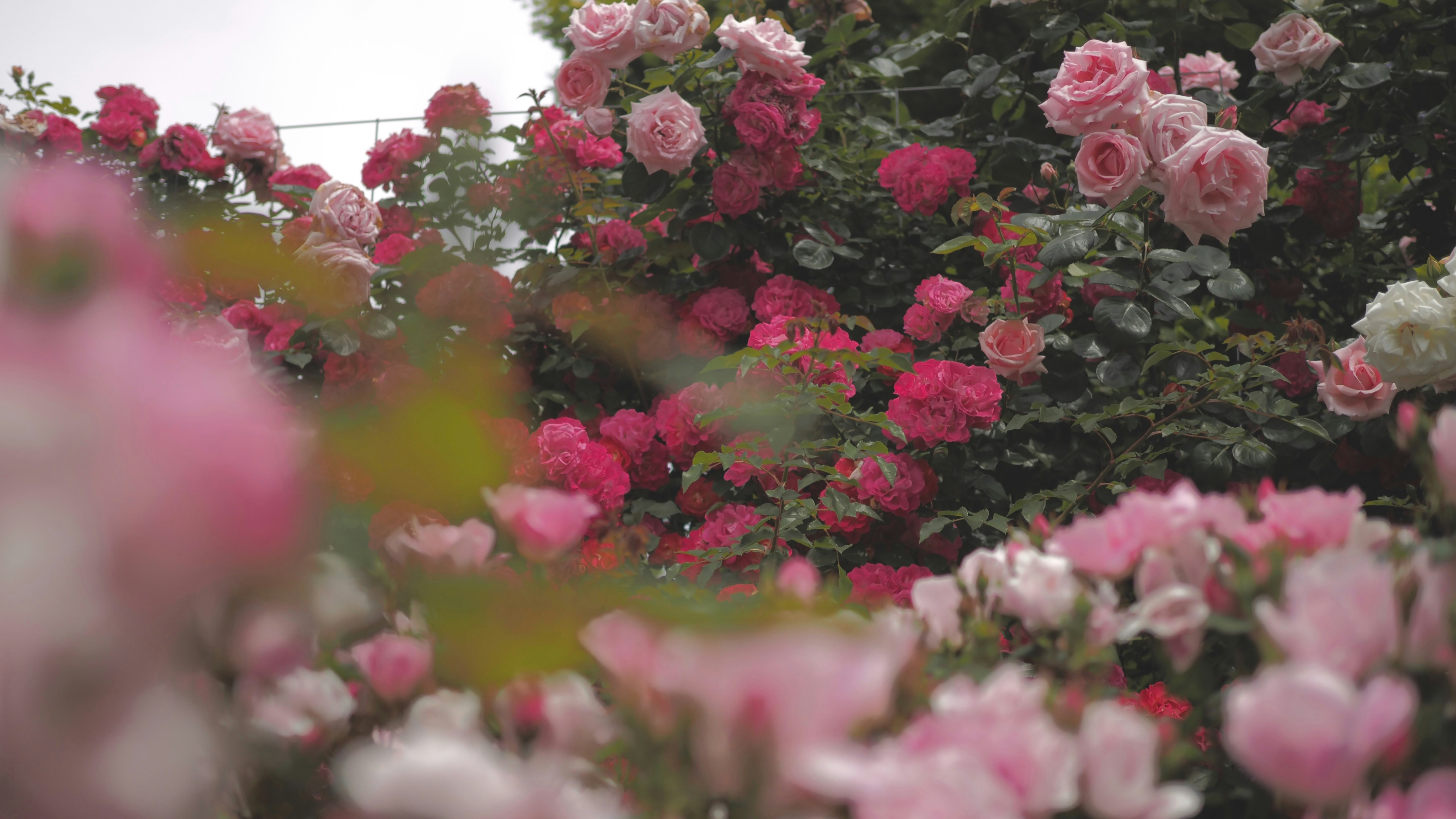 フラワーガーデン