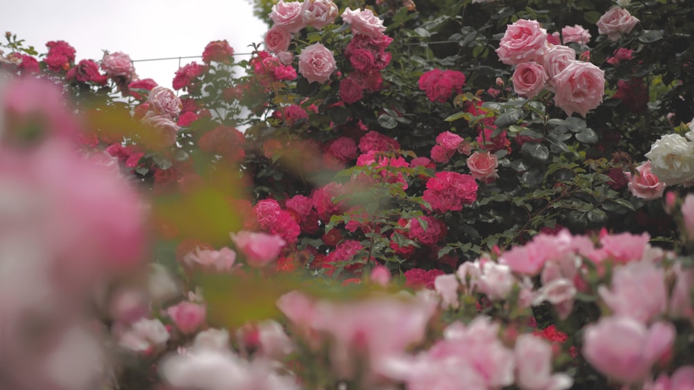 a bunch of pink flowers that are in the bushes