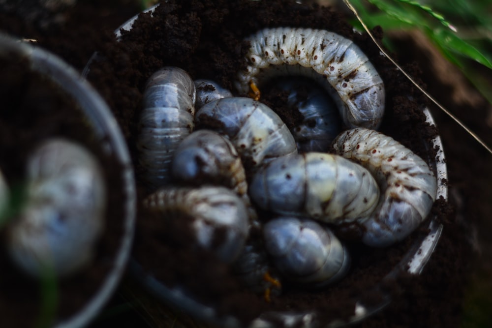 a group of caterpillars in a bowl on the ground