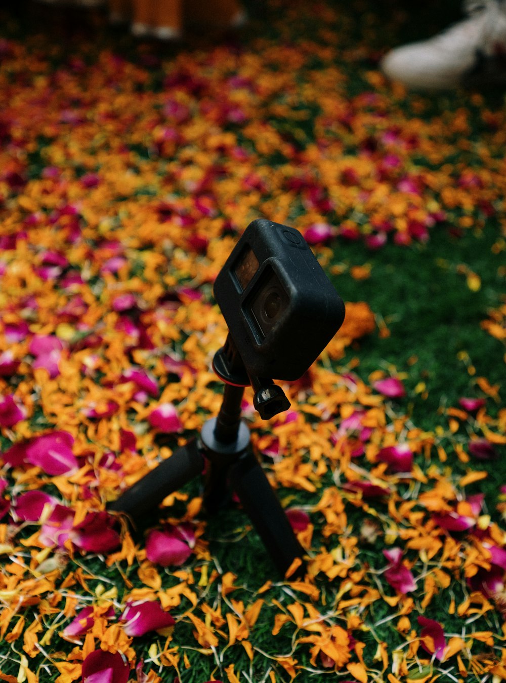 una macchina fotografica seduta sopra un treppiede in un campo di fiori