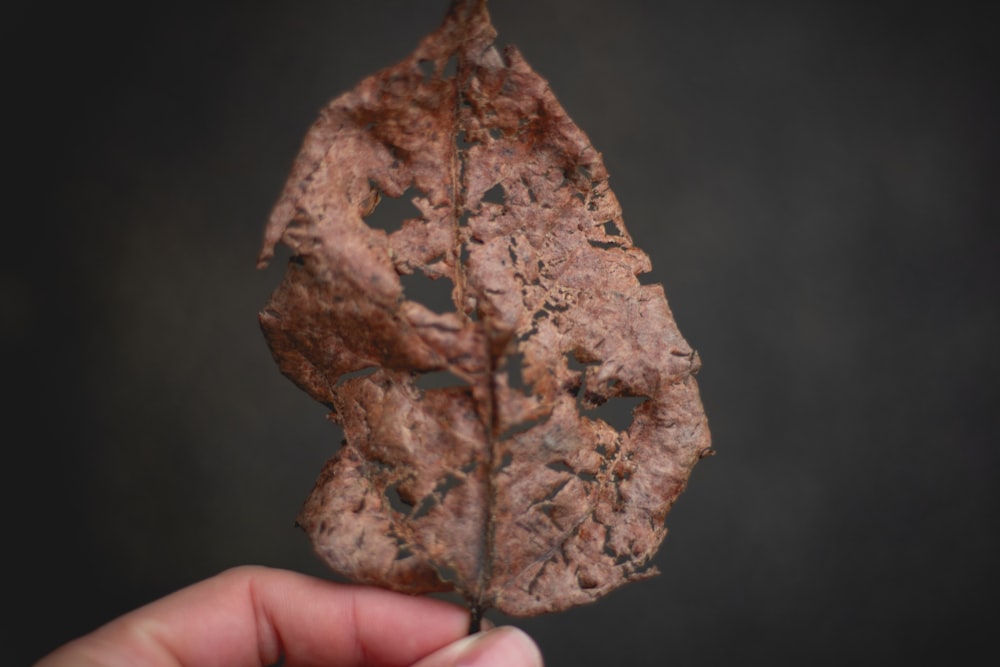 a person holding a leaf in their hand