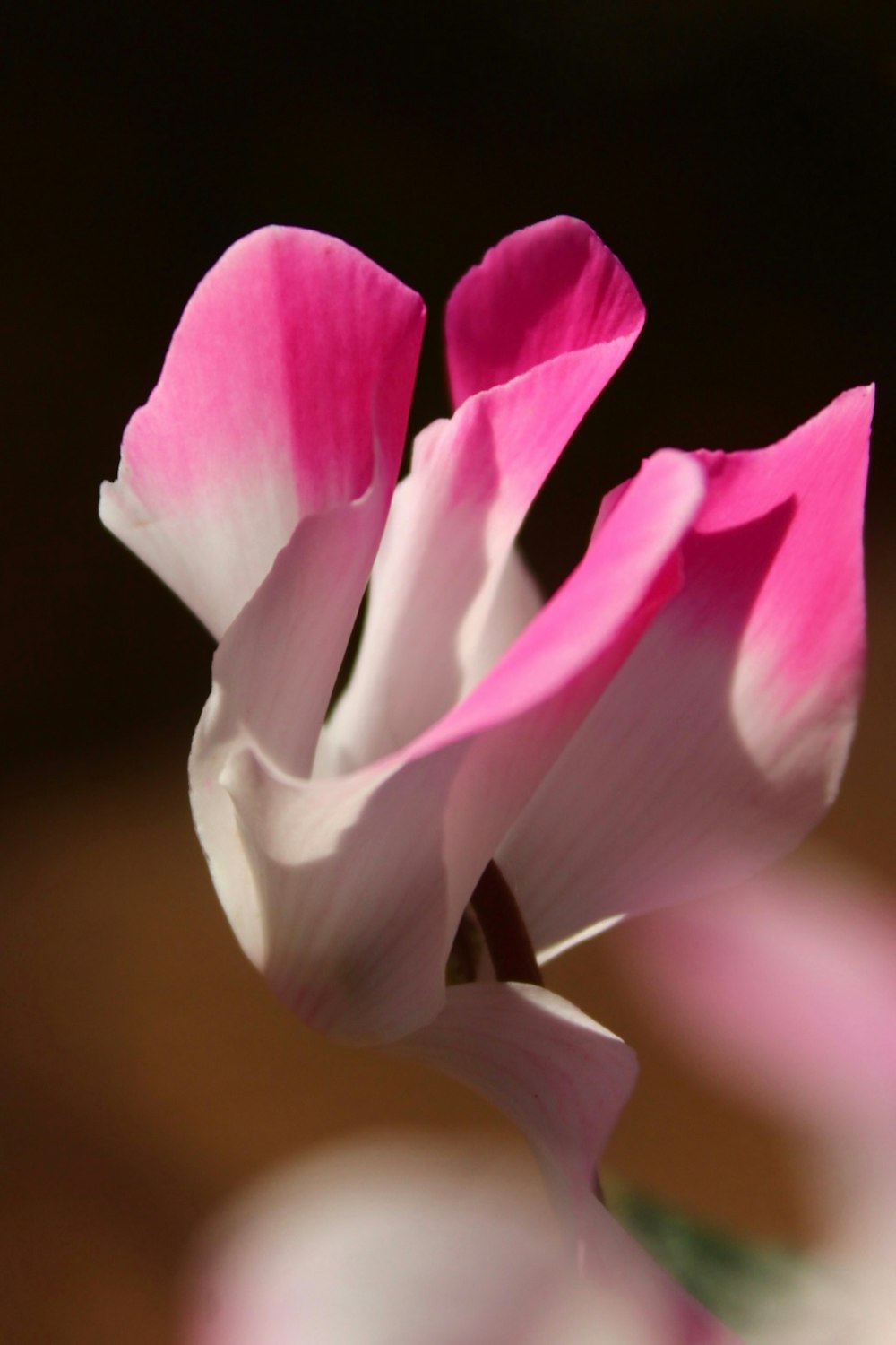 a close up of a pink and white flower