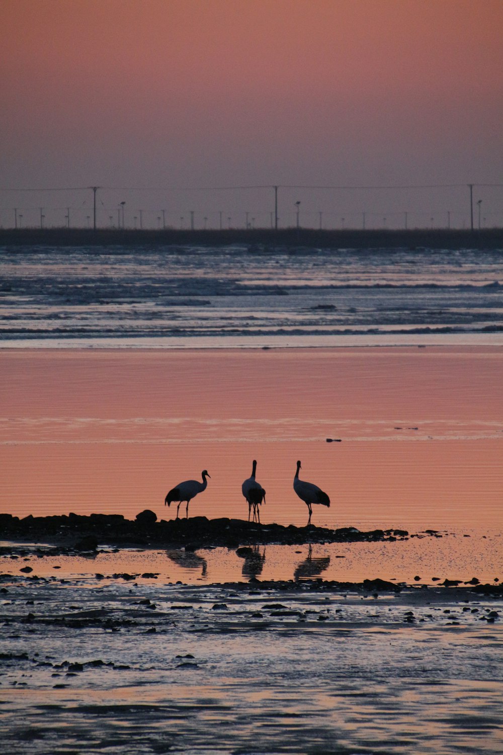 a couple of birds standing on top of a beach