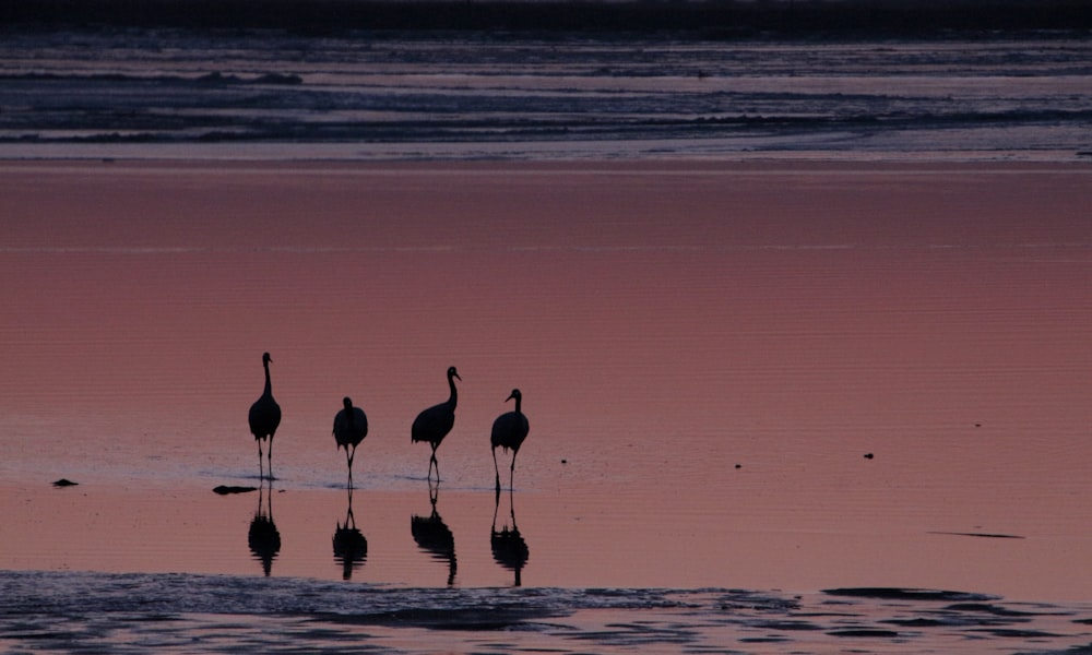 a group of birds that are standing in the water
