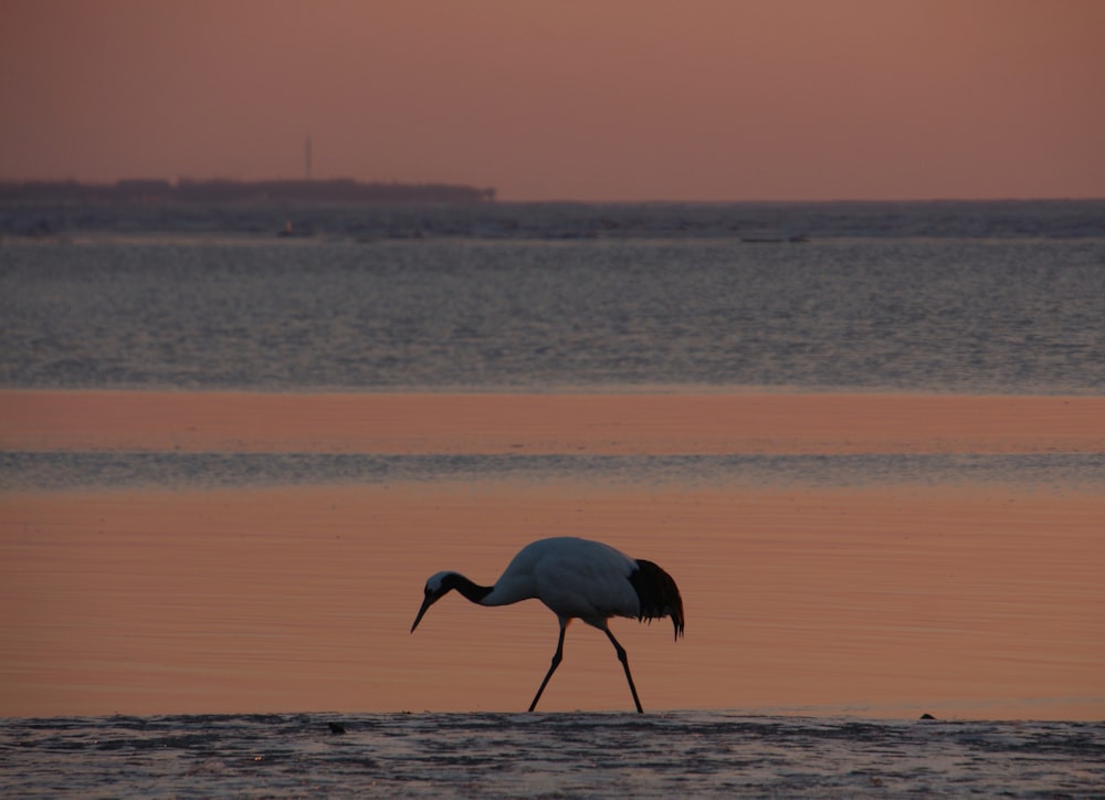 a large bird walking across a body of water