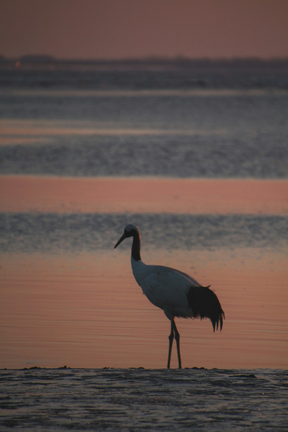a large bird standing on top of a body of water