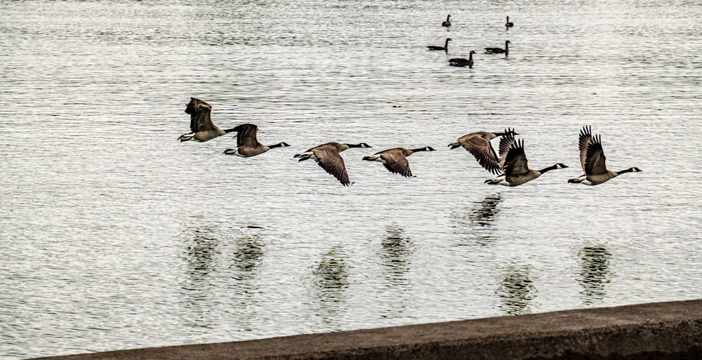 a flock of birds flying over a body of water