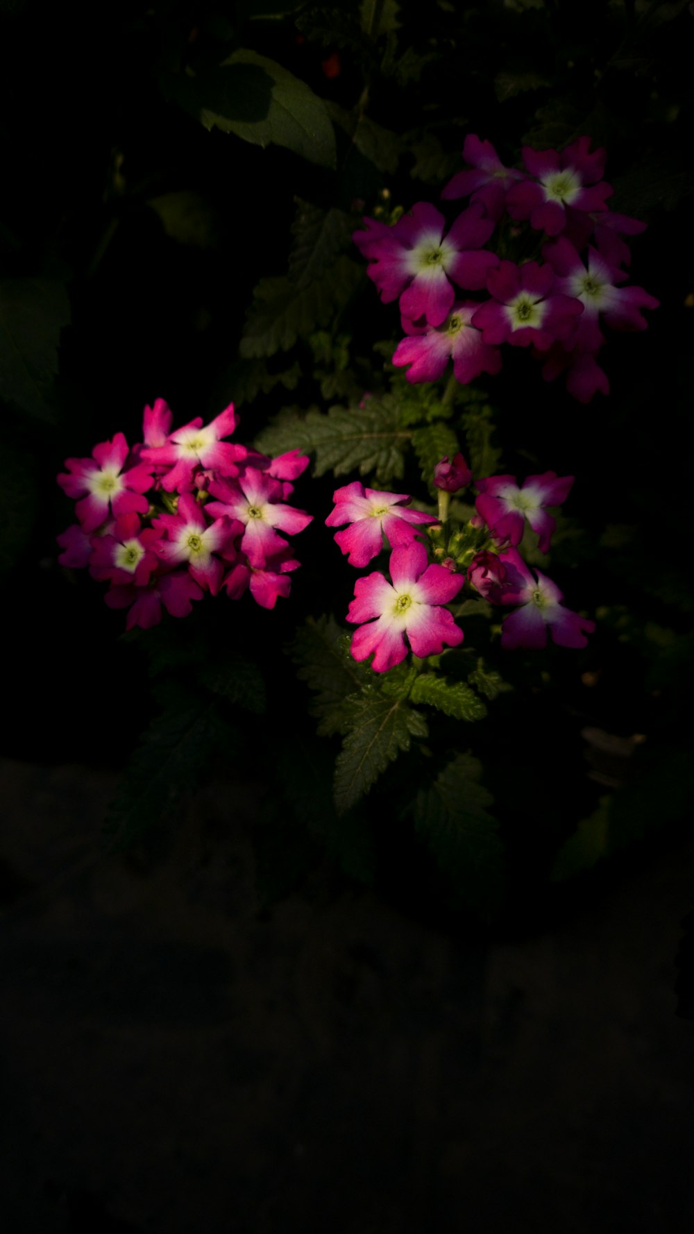 a bunch of pink and white flowers in the dark