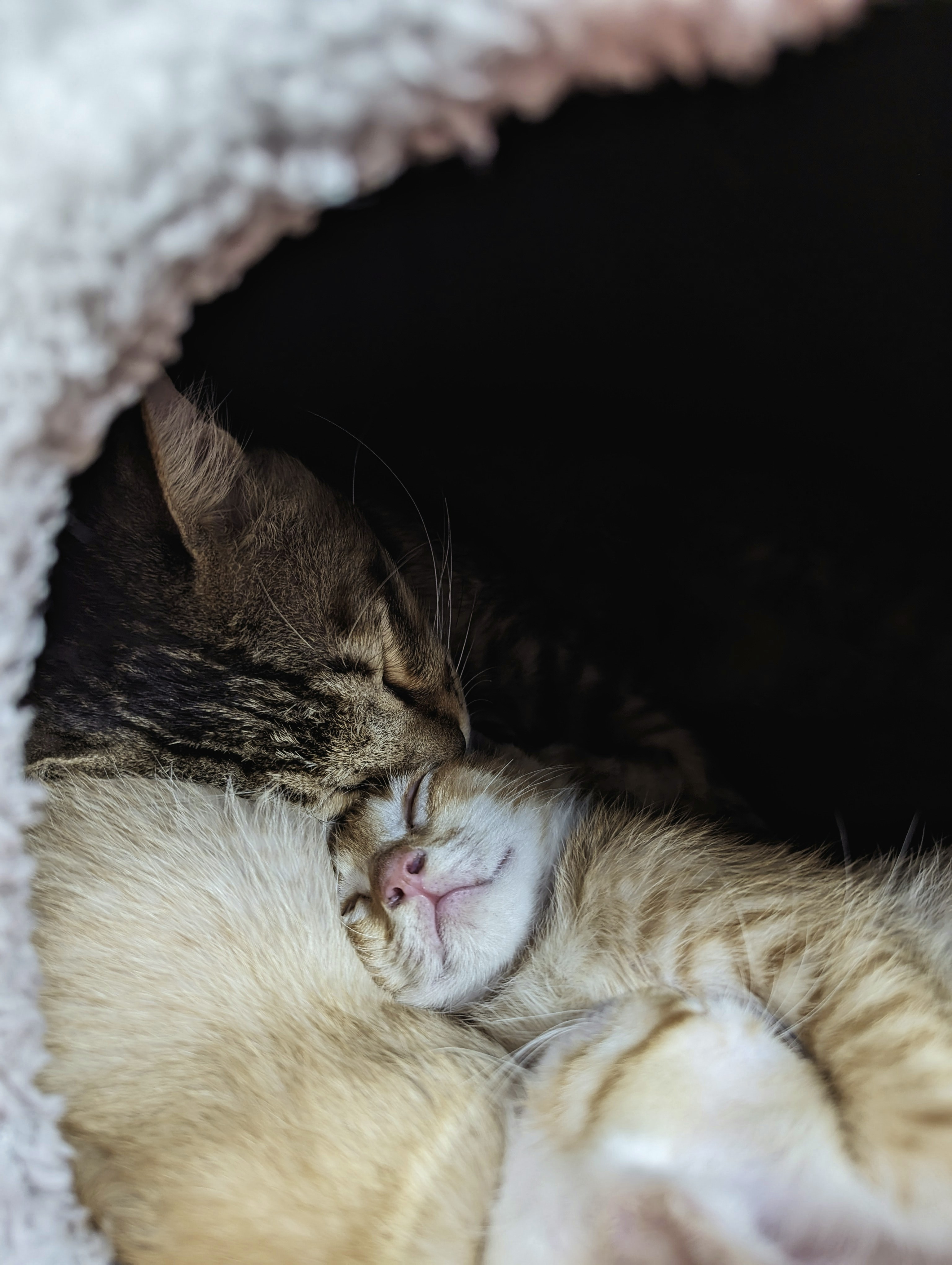 a cat is sleeping in a cat bed