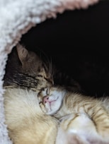 a cat is sleeping in a cat bed