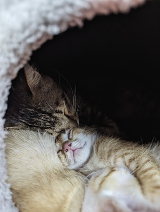 a cat is sleeping in a cat bed