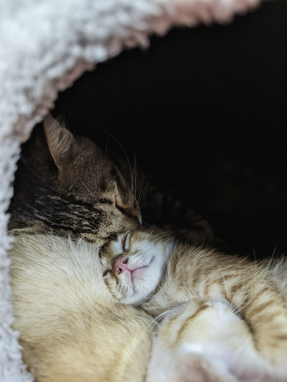 um gato está dormindo em uma cama de gato