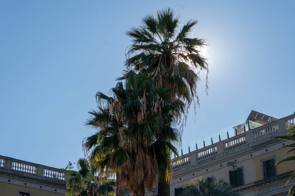 a palm tree in front of a building