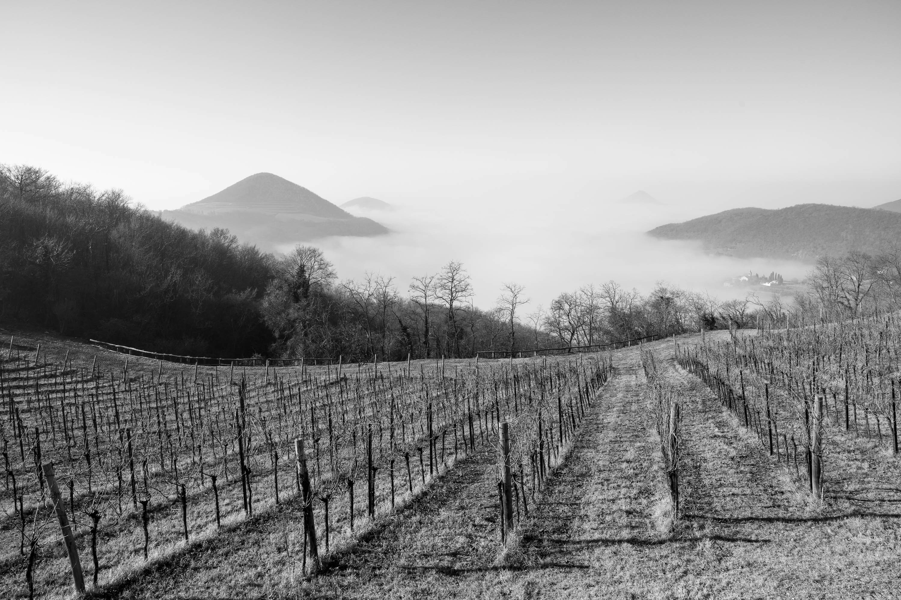The rise of cold climate viticulture: Unexpected destinations wine lovers need to visit