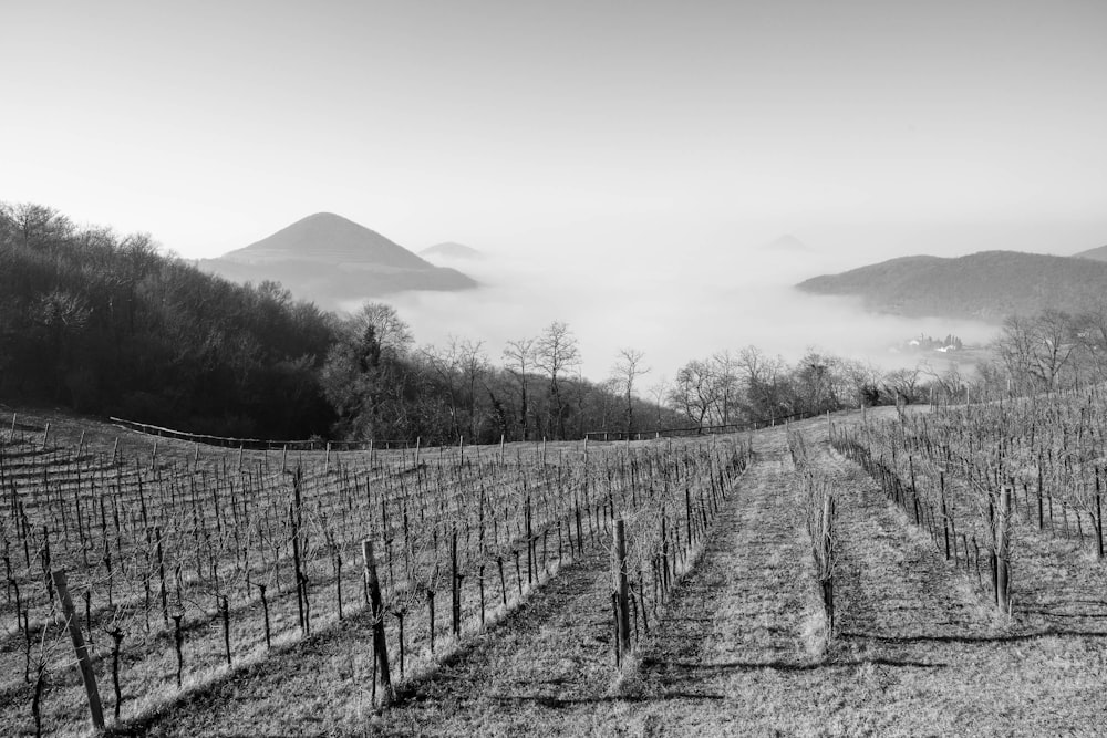 a black and white photo of a vineyard