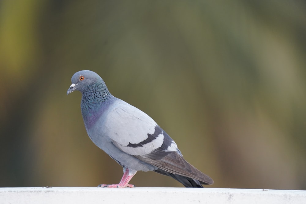 a pigeon sitting on top of a white ledge