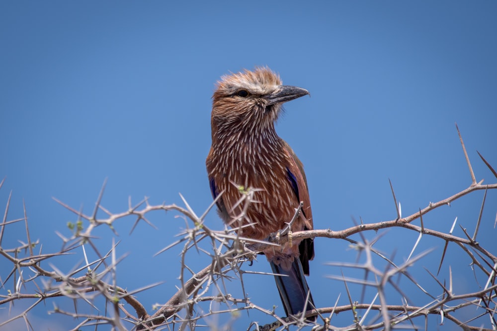 a bird sitting on top of a tree branch