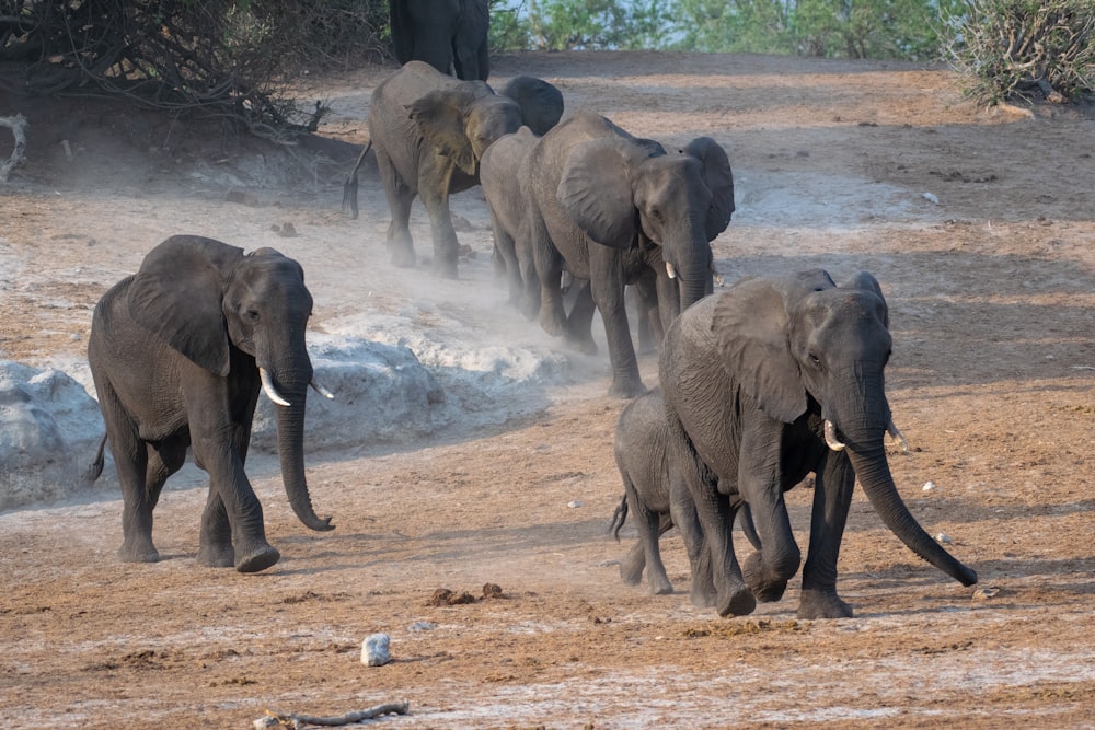 a herd of elephants walking across a dirt field