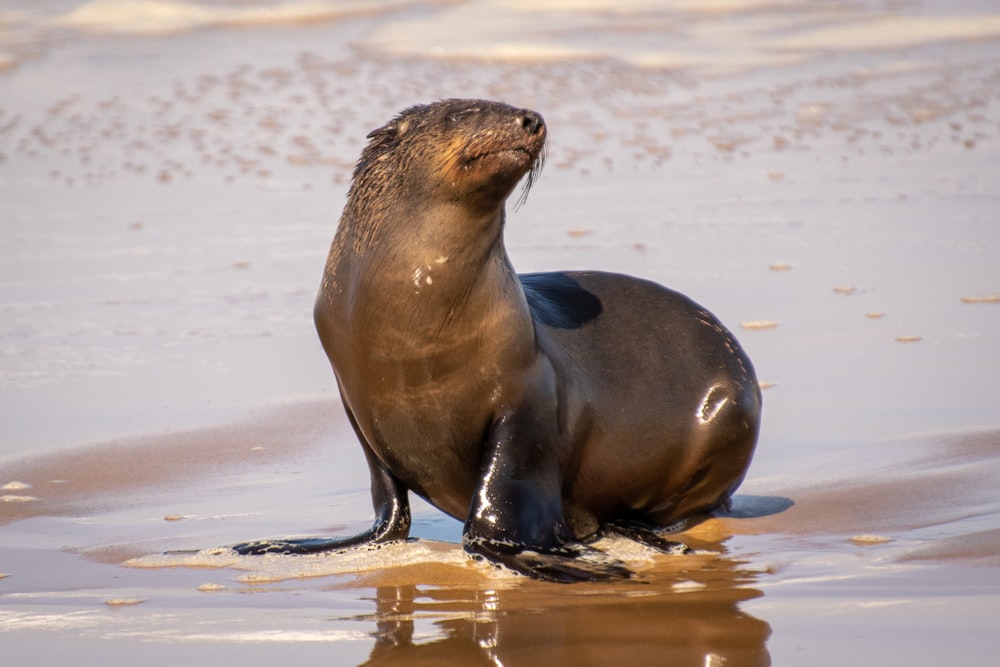una foca è seduta sulla spiaggia nell'acqua