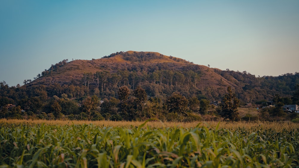 a field of corn with a mountain in the background