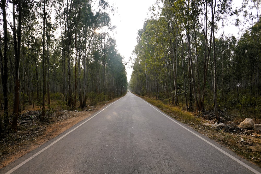 an empty road in the middle of a forest