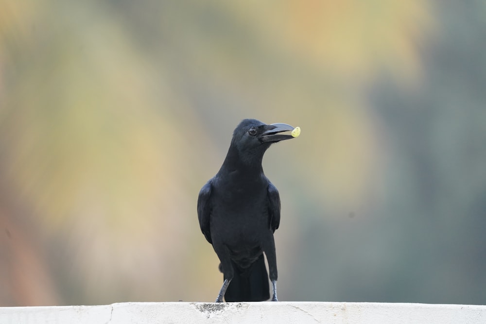 a black bird sitting on top of a white fence