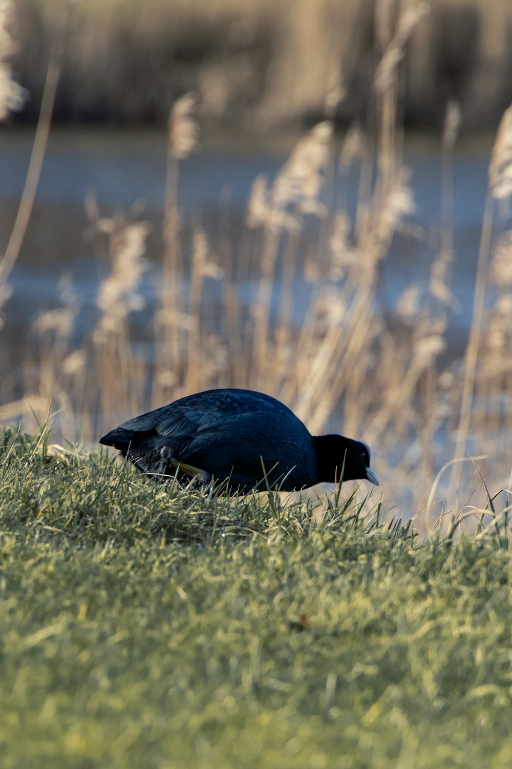 a black bird standing on top of a lush green field