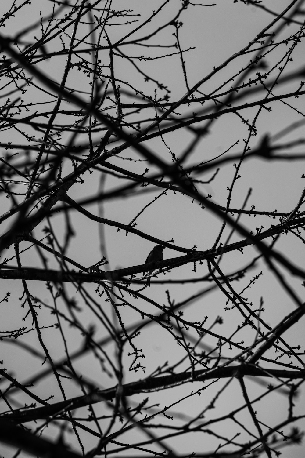 a black and white photo of a bird in a tree