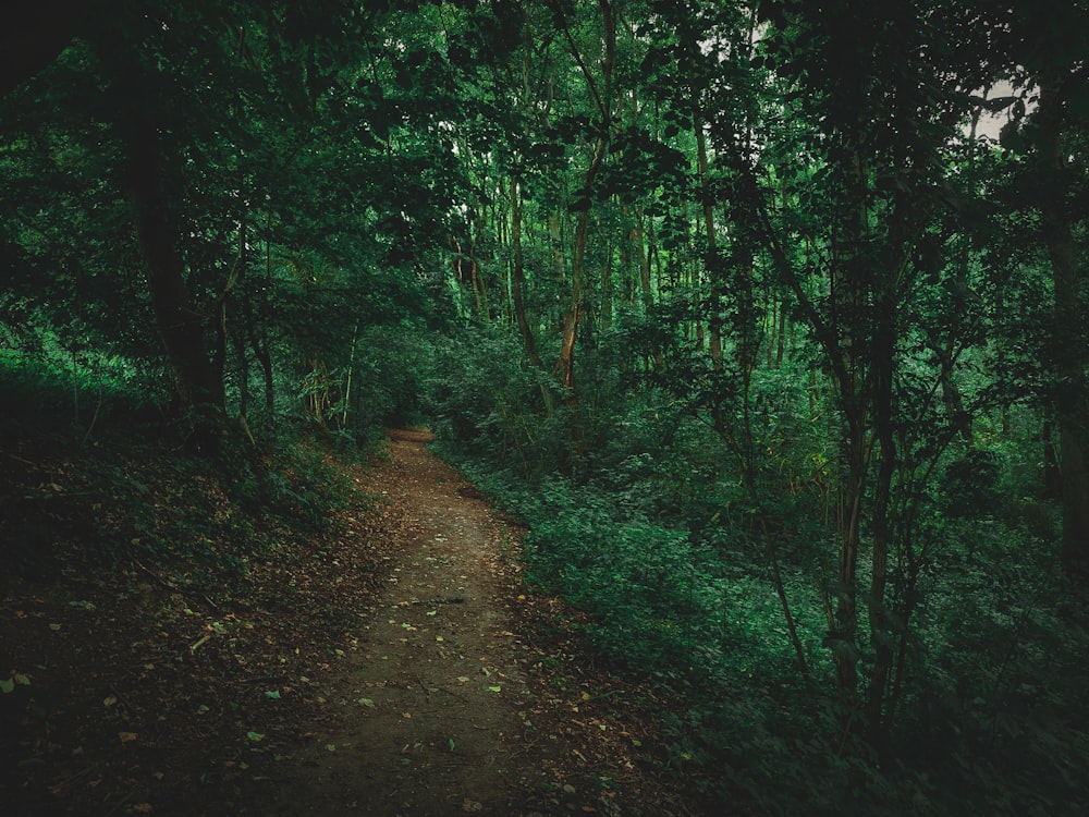 Un camino en medio de un frondoso bosque verde