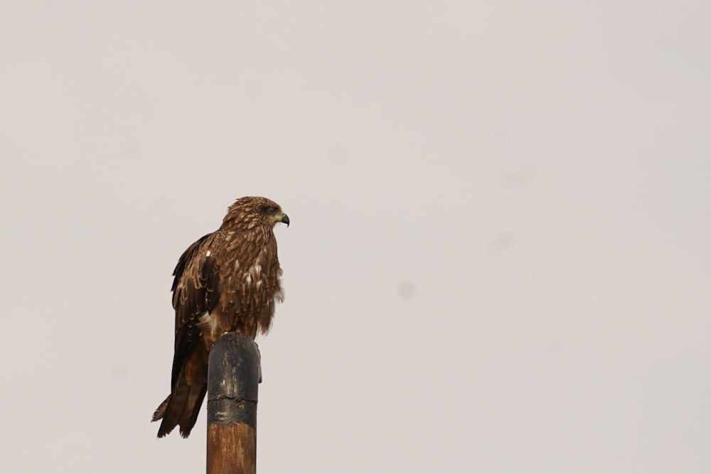 a hawk perched on top of a wooden pole