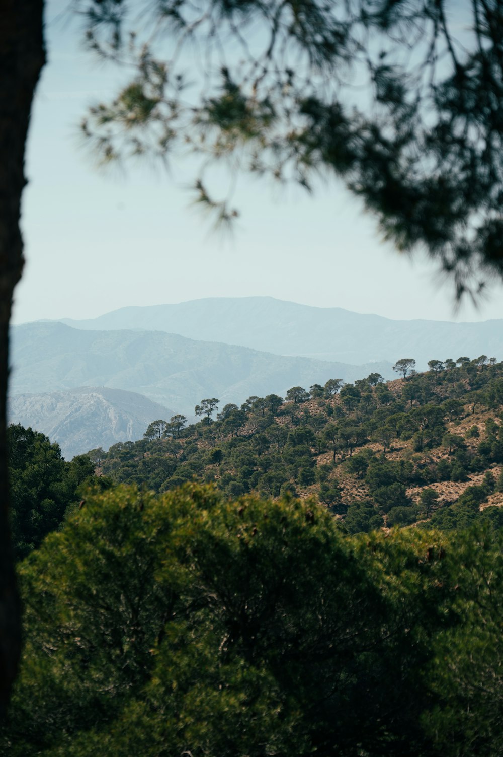 a view of a mountain range with trees in the foreground